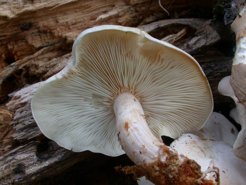 Ossicaulis lignatilis